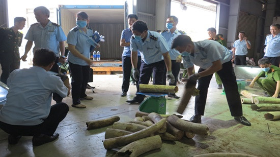 Hải quan Đà Nẵng bắt giữ hơn 9,1 tấn nghi ngà voi