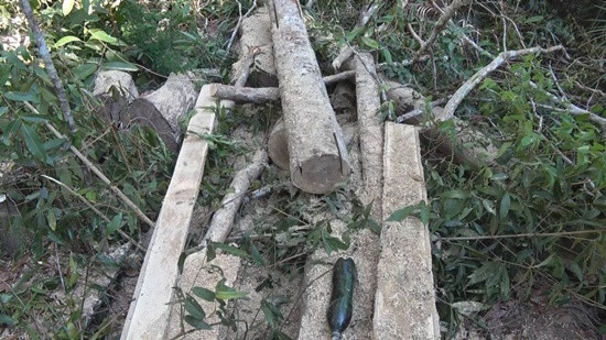 Phát hiện vụ phá rừng quy mô lớn ở Đắk Lắk 