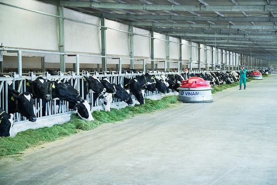 Việt Nam sở hữu hệ thống trang trại bò sữa chuẩn Global G.A.P. lớn nhất châu Á