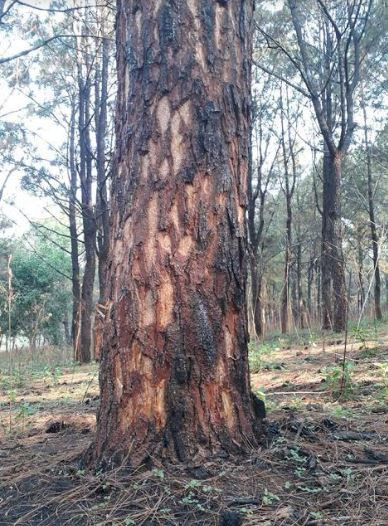 Cận cảnh rừng thông hàng chục năm tuổi bị “bức tử” nghiêm trọng