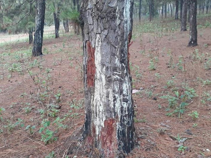 Cận cảnh rừng thông hàng chục năm tuổi bị “bức tử” nghiêm trọng