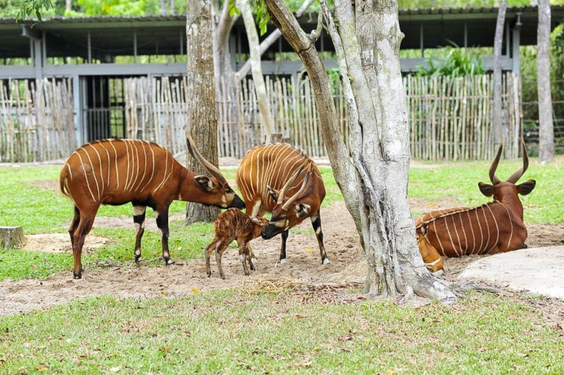 Vinpearl Safari Phú Quốc  - 17 ngày đón 2 cá thể tê giác quý chào đời