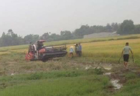 Thanh Hóa: Bảo kê địa bàn gặt lúa, côn đồ hành hung người dân 