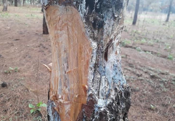 Vụ rừng thông cổ thụ bị bức tử: Xác định gần 1.000 cây bị xâm hại