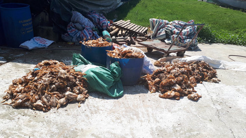 Hơn nghìn con gà bị chết sau khi trại nuôi bị cắt điện ném đá