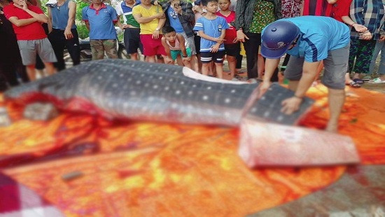 Thông tin chính thức về loài cá voi bị ngư dân xẻ thịt tại Sầm Sơn