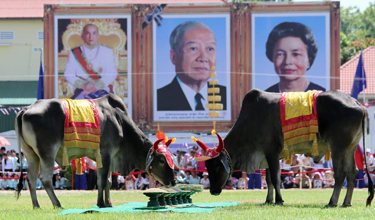 Campuchia: Về tỉnh Takeo, xem bò thiên chọn thức ăn trong lễ 