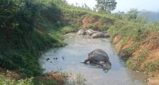 Hòa Bình: 5 con trâu chết bất thường trong vũng nước
