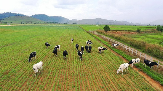 Vinamilk bắt tay với doanh nghiệp Lào, Nhật Bản, khởi công xây dựng tổ hợp resort bò sữa organic 5.000ha tại Lào