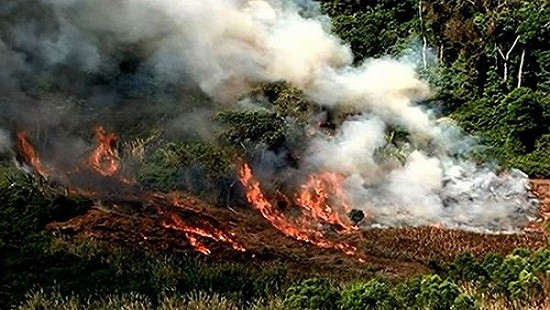 Cháy khi đốt thực bì để trồng rừng, một người tử vong