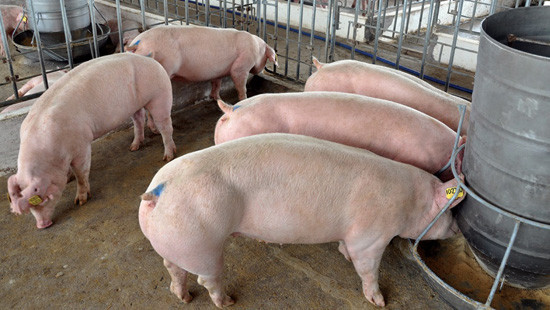 Xuất hiện 2 ổ dịch tả lợn Châu Phi tại Đà Nẵng