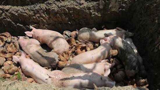 Xuất hiện ổ dịch tả lợn châu Phi tại Quảng Bình