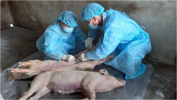 Xuất hiện ổ dịch tả lợn châu Phi ở Phú Yên