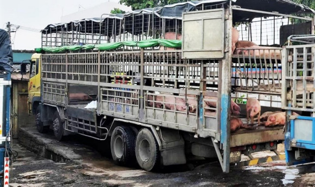 Xử phạt tài xế xe chở lợn nhiễm dịch tả châu Phi đi bán