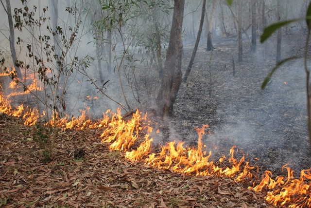 Rừng trồng ở Quảng Nam bốc cháy dữ dội