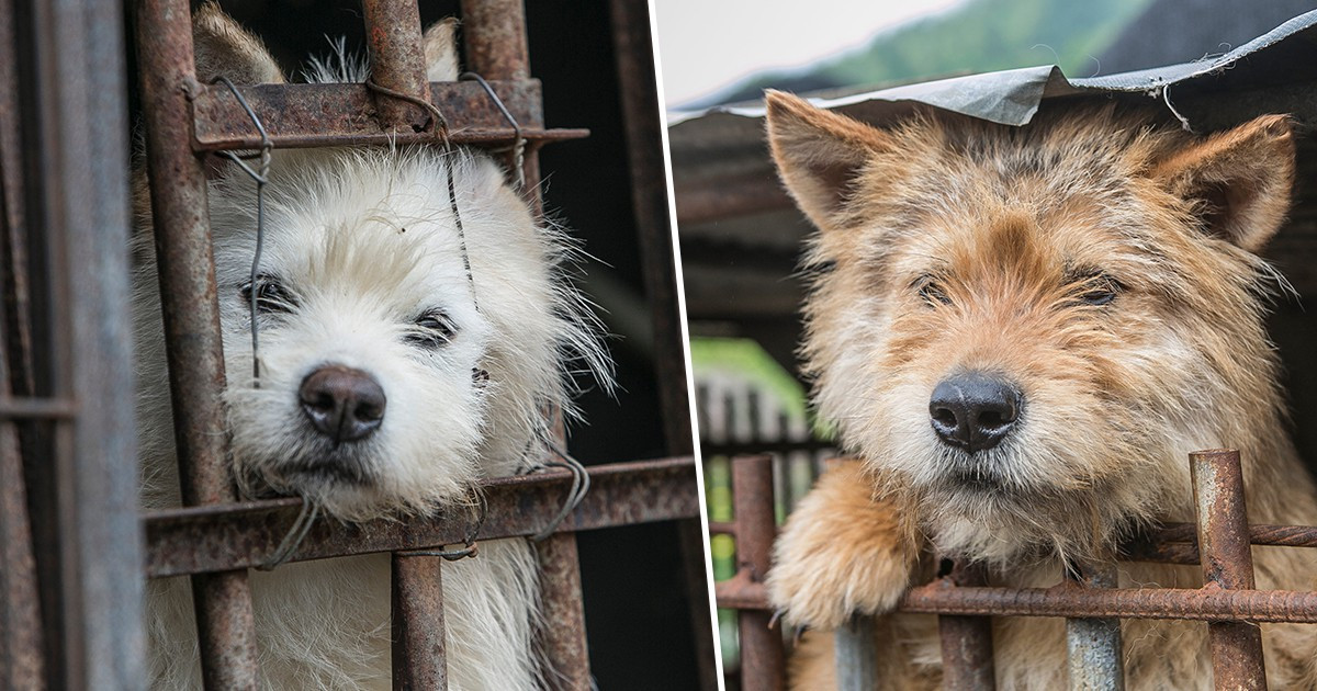 Chuyển động thế giới 4/7: Chợ thịt chó lớn nhất Hàn Quốc bị đóng cửa