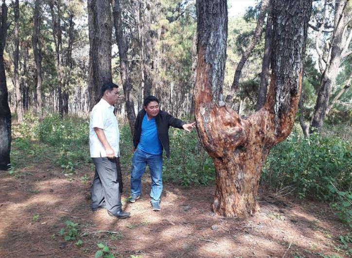 Vụ rừng thông ở Pleiku bị “bức tử”: Hình thức xử lý kỷ luật có tương xứng?
