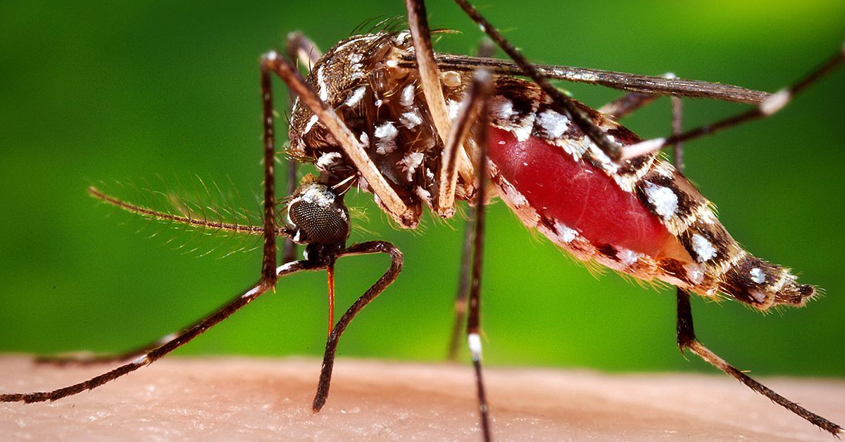 Trung Quốc: Làm vô sinh muỗi đực nhằm kiểm soát “dân số” loài muỗi