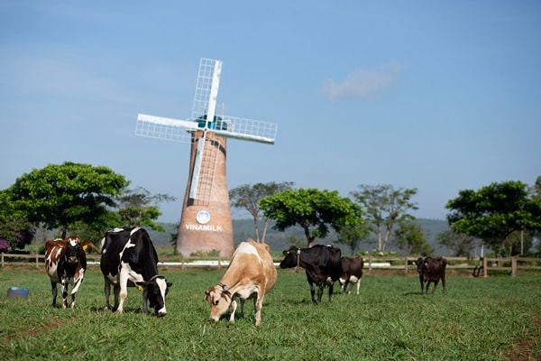 Vinamilk là thương hiệu được chọn mua nhiều nhất ở cả thành thị và nông thôn