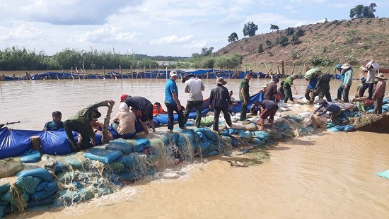 Đắk Lắk: Đã ngăn được nước tràn vào cánh đồng lúa hàng trăm hecta