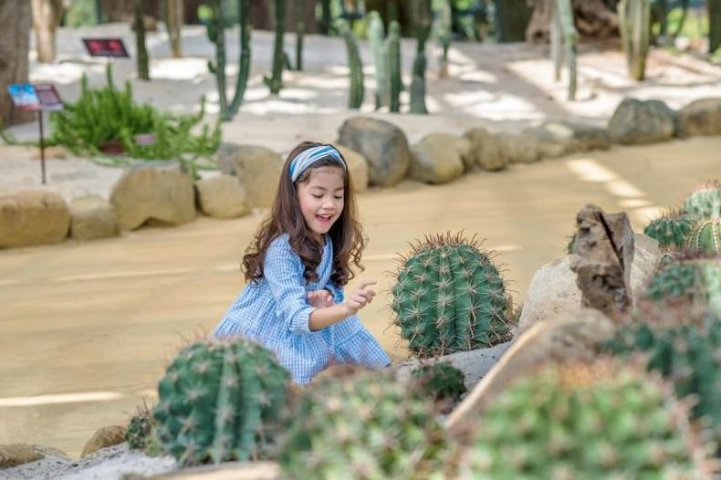 Khám phá khu vườn “kỳ hoa dị thảo” trên đảo kỷ lục tại Nha Trang