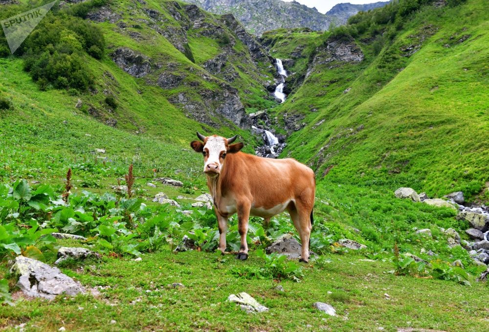 Chiêm ngưỡng thiên nhiên kỳ vĩ trong Vườn quốc gia Rista ở Abkhazia