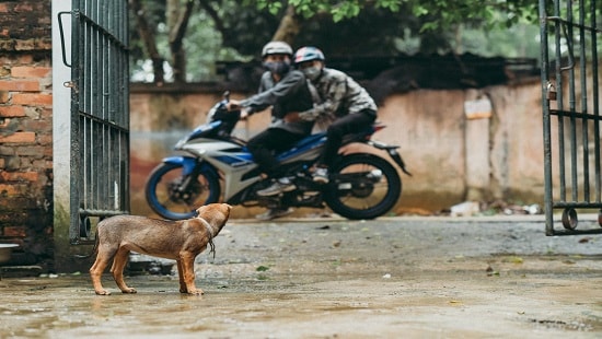 Đuổi theo hai đối tượng trộm chó, nam thanh niên bị bắn tử vong