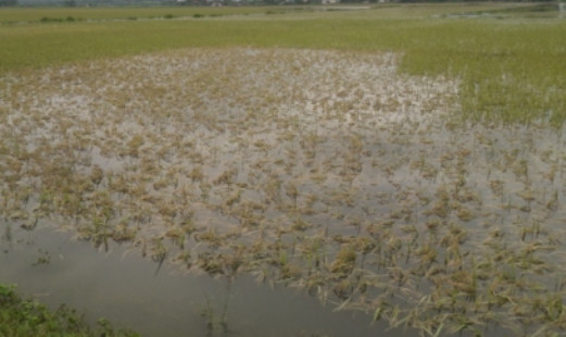 Người dân cố vớt vát lúa bị ngập sau khi nước rút