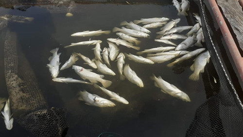 Hàng chục tấn cá nuôi lồng bè chết bất thường, người dân lo lắng