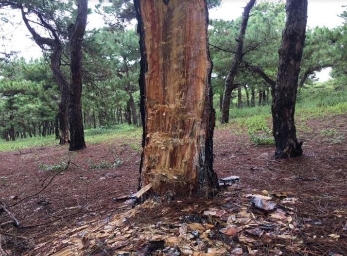 Vụ 150 ha rừng thông bị xâm hại: Kiểm điểm Phó Chủ tịch huyện và nhiều cán bộ liên quan