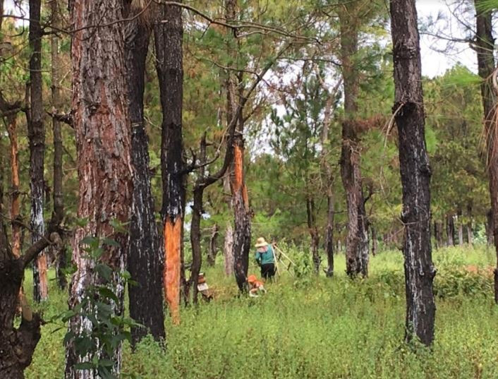 Vụ 150 ha rừng thông bị xâm hại: Kiểm điểm Phó Chủ tịch huyện và nhiều cán bộ liên quan
