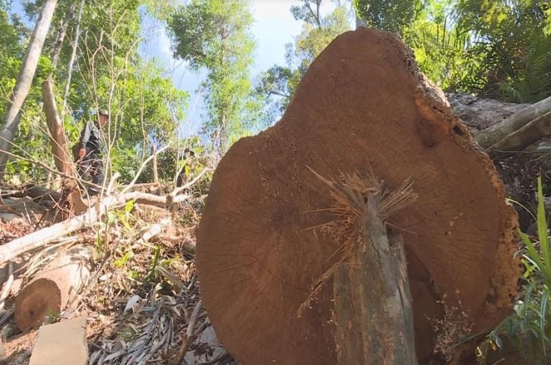 Vụ phá rừng quy mô lớn ở Đắk Lắk: Phát hiện thêm trên 500m3 gỗ