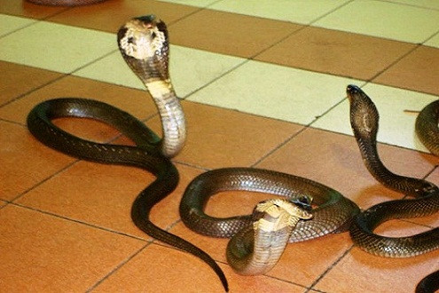 Công an truy tìm người tung tin hàng nghìn con rắn hổ mang sổng chuồng