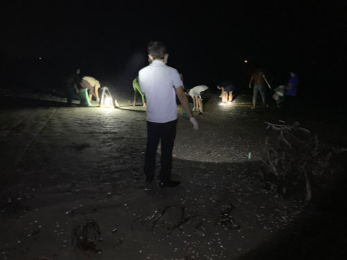 Hà Tĩnh: Xuất hiện lượng lớn cá chết trôi dạt vào bờ biển