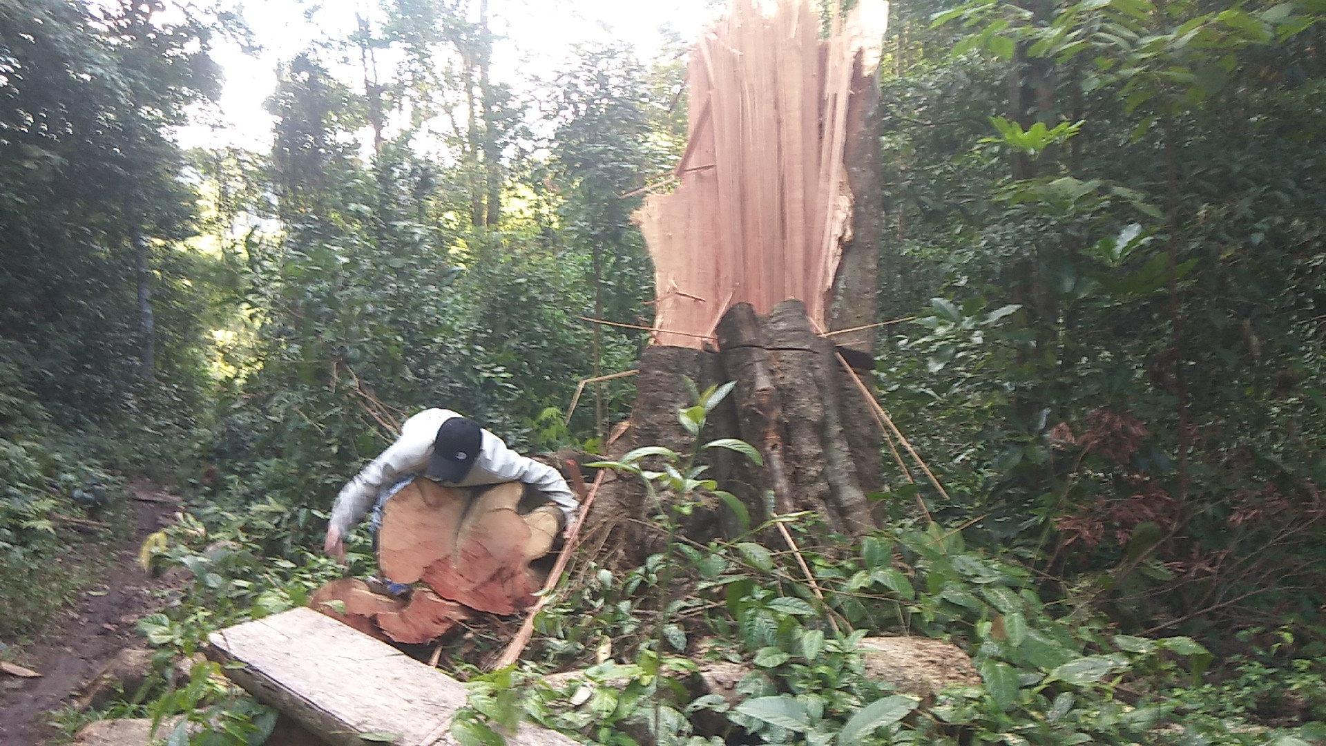 Gia Lai: Rừng cổ thụ ở Mang Yang tiếp tục bị 