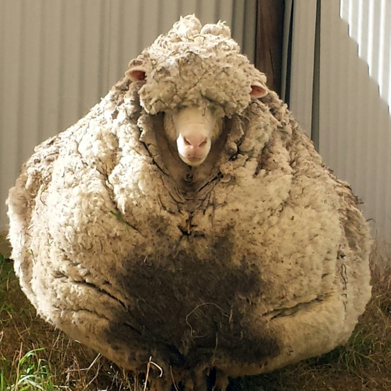 Con cừu Chris nổi tiếng với bộ lông cừu kỷ lục đã chết