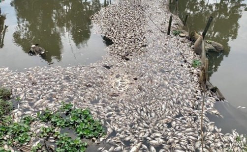 Ninh Bình: Cá chết bất thường trên sông Chanh