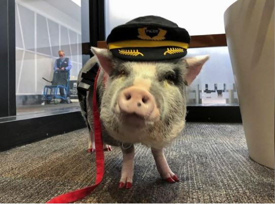 Sân bay đầu tiên sử dụng lợn trị liệu giúp hành khách chuẩn bị lên máy bay bớt căng thẳng