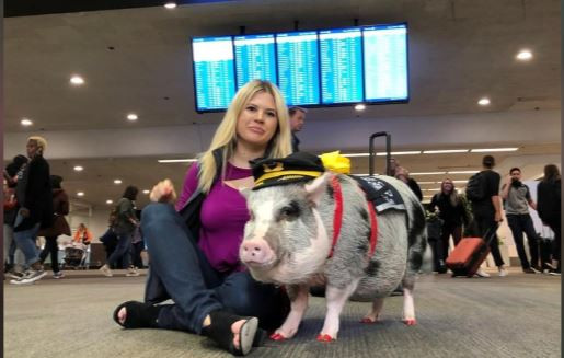 Sân bay đầu tiên sử dụng lợn trị liệu giúp hành khách chuẩn bị lên máy bay bớt căng thẳng