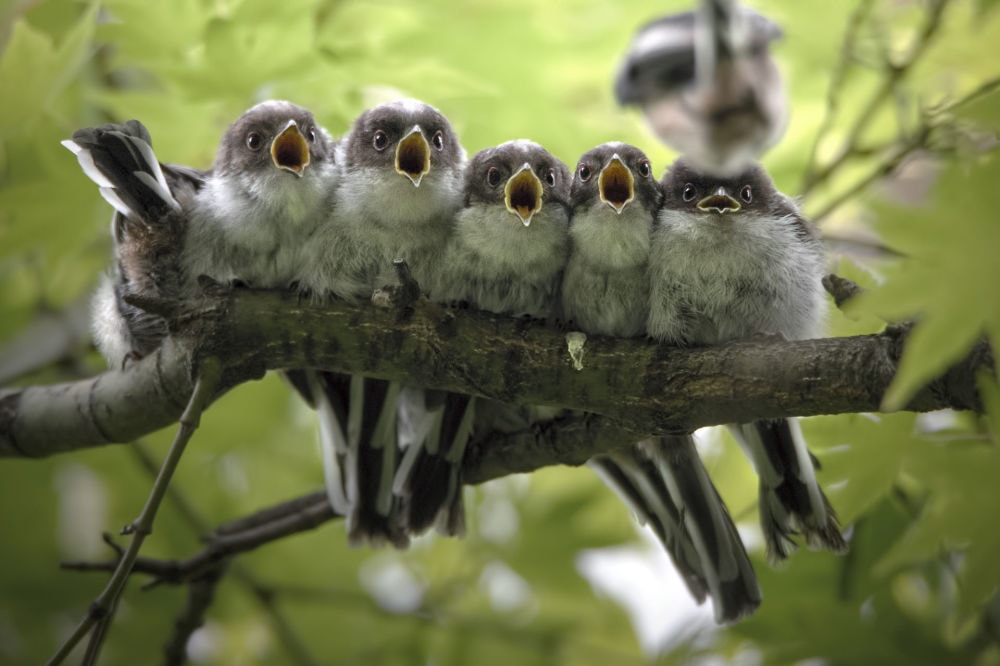 “Bước nhảy” - Quán quân cuộc thi Nature Photographer of the Year