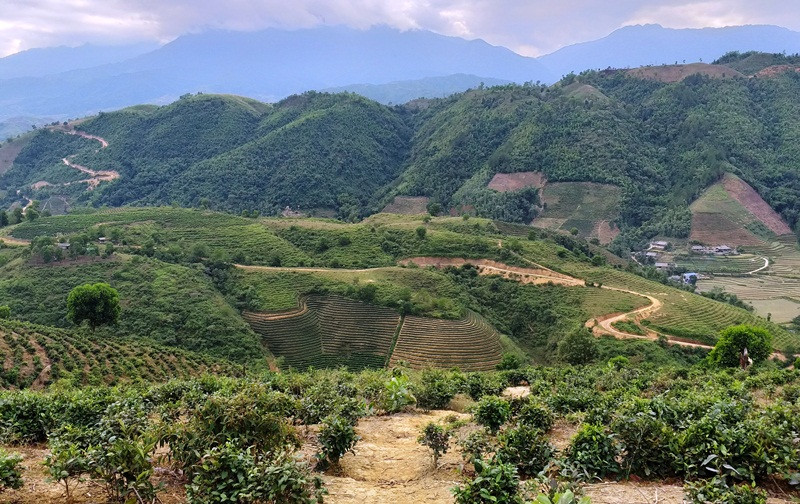 Lai Châu: Đất của tỉnh giao cho công ty trồng rừng bị đem bán