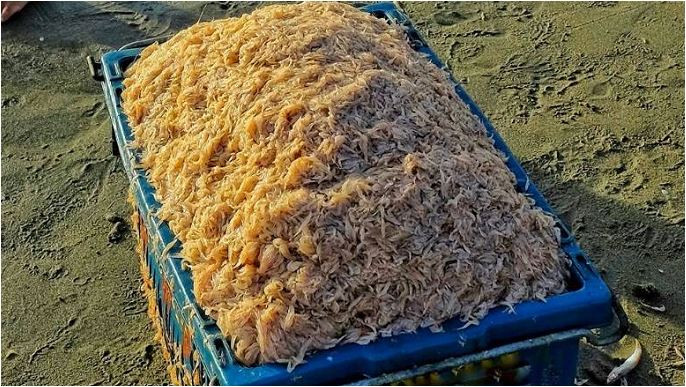 Thử một lần “săn” ruốc biển đặc sản Cửa Lò cùng ngư dân Nghệ An
