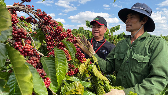 Tăng cường liên kết chuỗi, gia tăng giá trị cho hạt cà phê Việt Nam