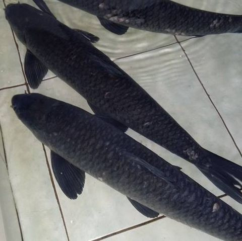 1avata-ngoisao.vn-w480-h479 1 1avata-ngoisao.vn-w480-h479 1