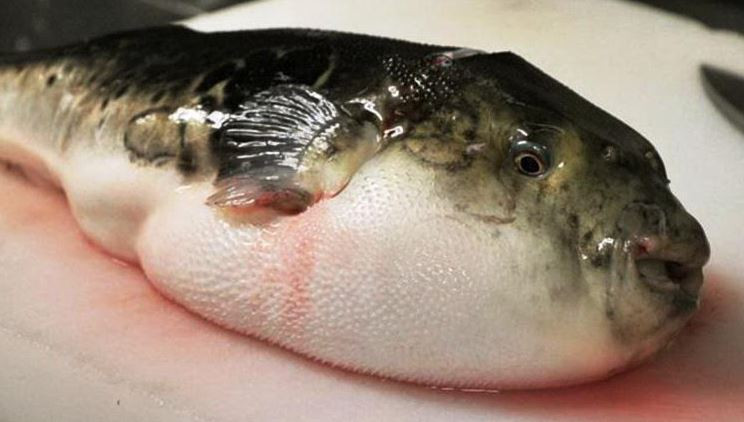 Ăn cá nóc, 6 người ở Quảng Ngãi bị ngộ độc