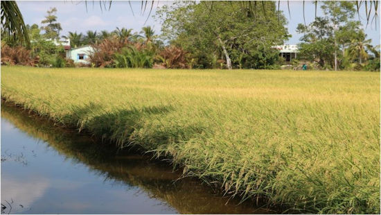 Hồng Dân: Tích cực công tác phòng chống hạn mặn trong sản xuất lúa mùa khô