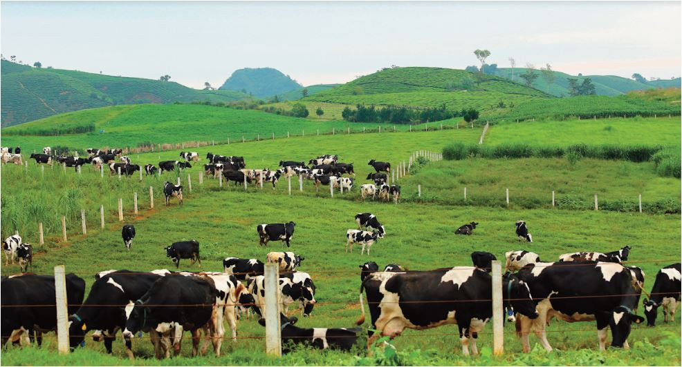 Vinamilk & Mộc Châu Milk: “Cái bắt tay” mở ra chương mới cho ngành chăn nuôi bò sữa Việt Nam