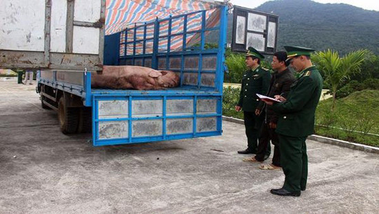Quảng Ninh: Phát hiện 2 xe chở hơn 1,8 tấn lợn thịt định xuất qua Trung Quốc