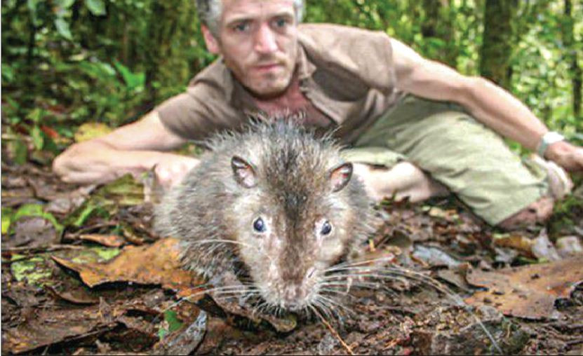 Những loài chuột “độc lạ” nhất thế giới