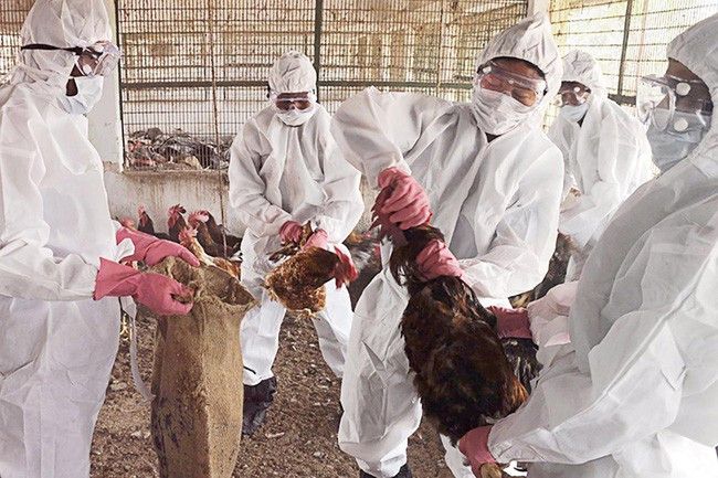 Trung Quốc bùng phát dịch cúm gia cầm H5N1 ở tỉnh Hồ Nam